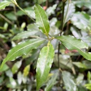 17. ??? Psathura borbonica - Petit Bois cassant - Rubiaceae- B.jpeg